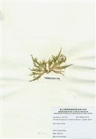 藏品(海木耳)的圖片